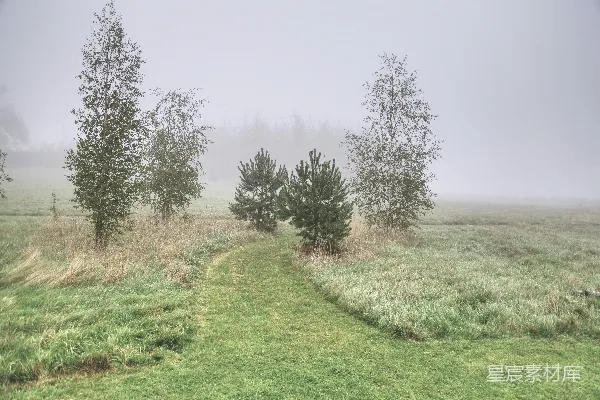 高清摄影 雾中的林间小道