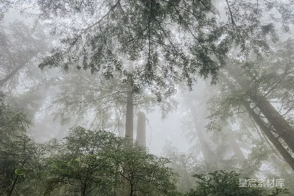 高清摄影 雾中的森林
