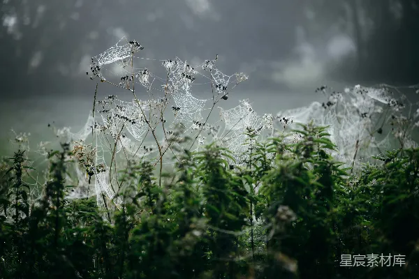 高清摄影 晨雾中的蛛网