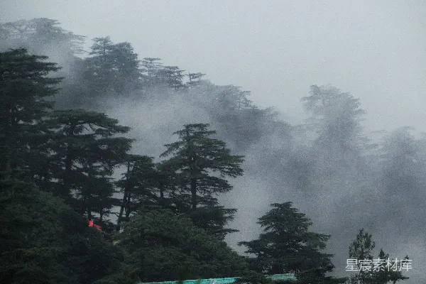 高清摄影 雾中松林