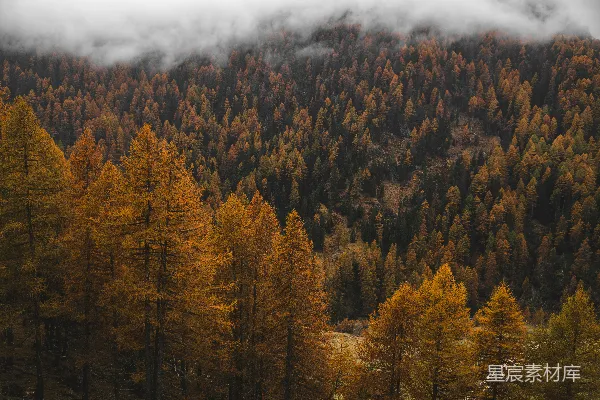 高清摄影 秋日雾中森林