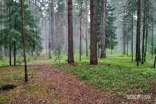 高清摄影 雨后森林小径