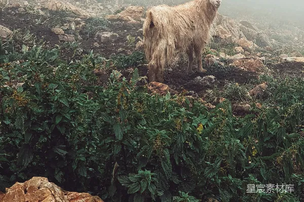 高清摄影 山间迷雾中的羊群