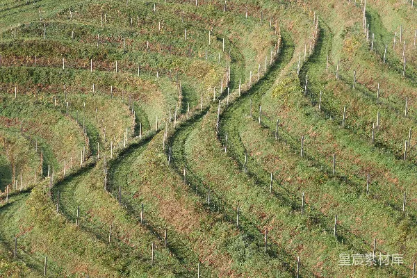 高清摄影 山坡上的葡萄园