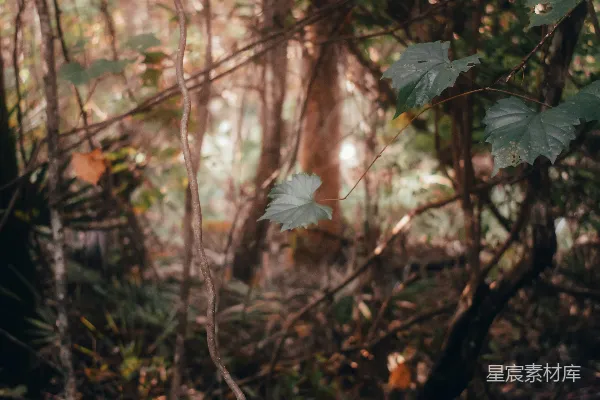 高清摄影 森林中的阳光与绿叶