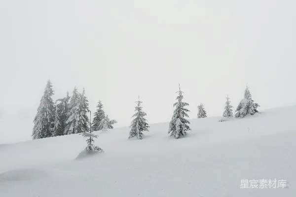 高清摄影 雪地松树