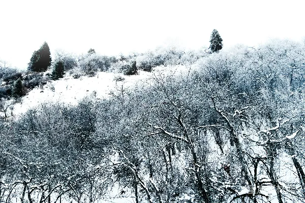 高清摄影 冬日雪景中的静谧森林