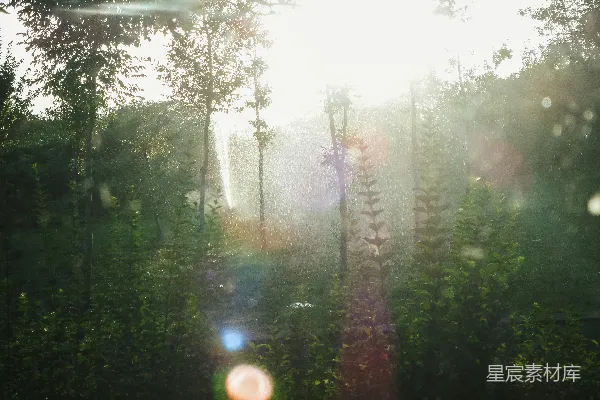 高清摄影 晨光中的森林