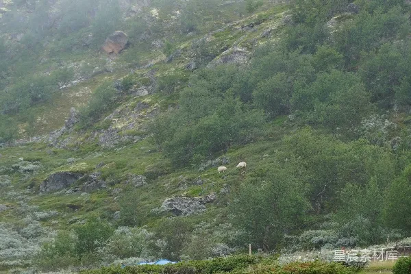 高清摄影 雾中宁静的山间牧场