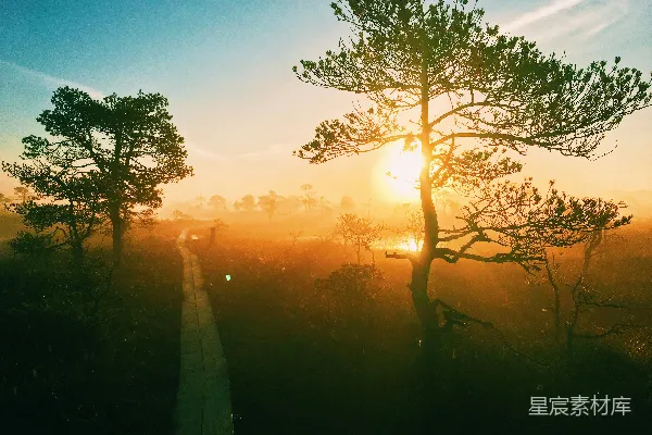 高清摄影 晨曦中的林间小径