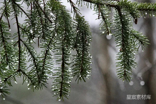 高清摄影 雨后松针