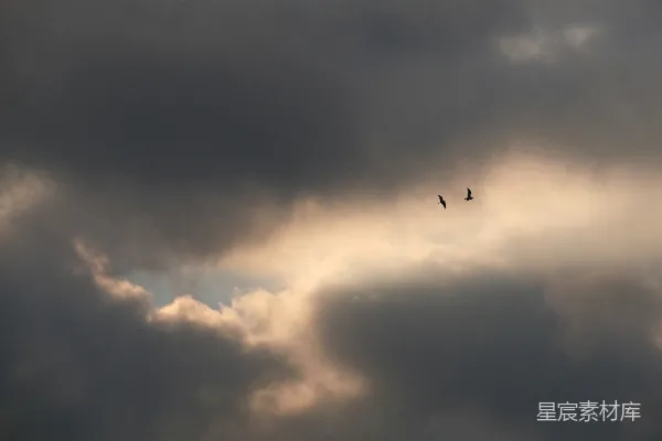 高清摄影 飞鸟与云海