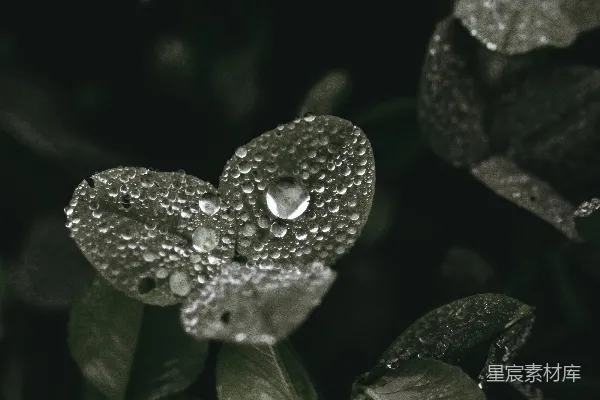 高清摄影 露珠中的心形