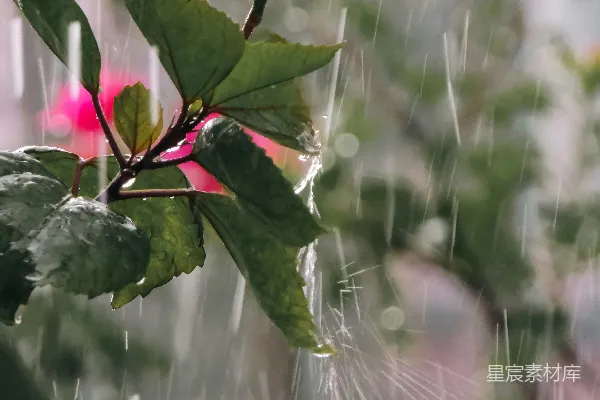 高清摄影 雨中绽放的花朵