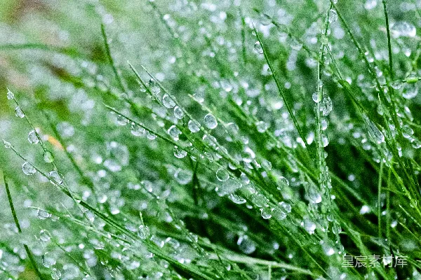 高清摄影 雨后草地上的露珠