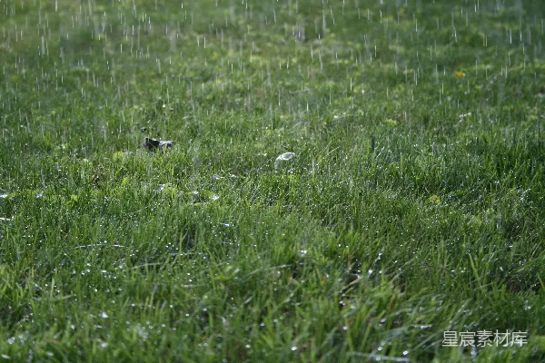 高清摄影 雨中的草地