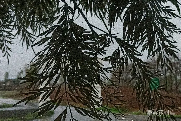 高清摄影 雨后树叶的静谧