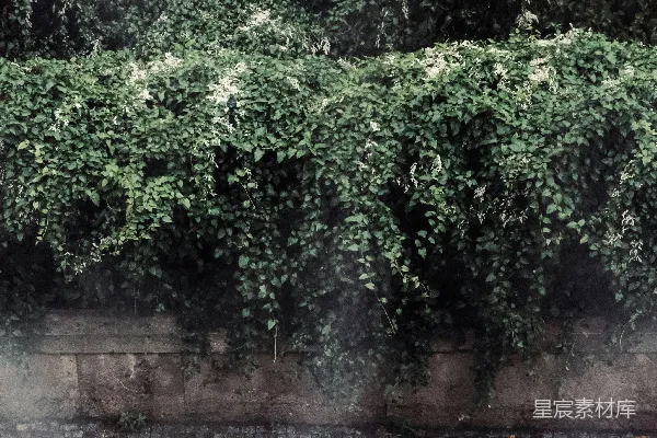 高清摄影 雨中漫步