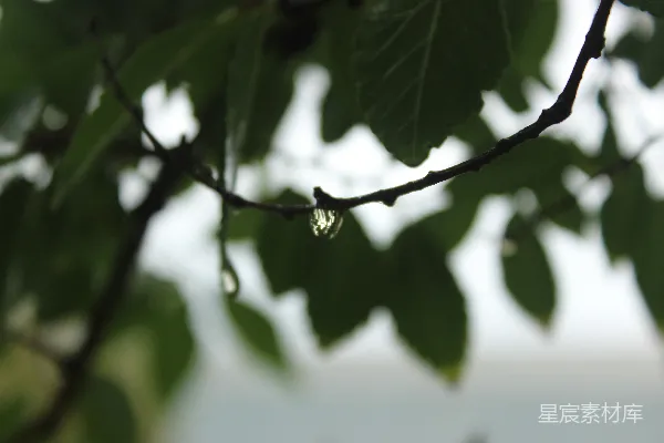 高清摄影 雨后树叶上的露珠
