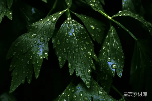 高清摄影 雨后翠绿的叶片