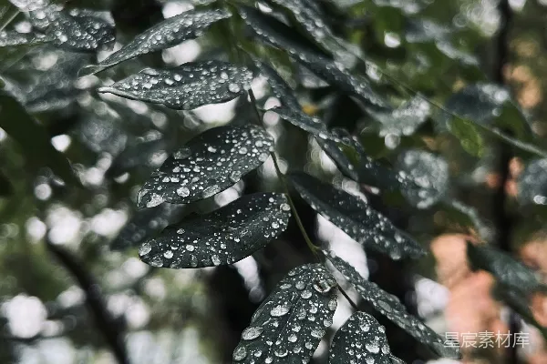 高清摄影 雨后绿叶特写