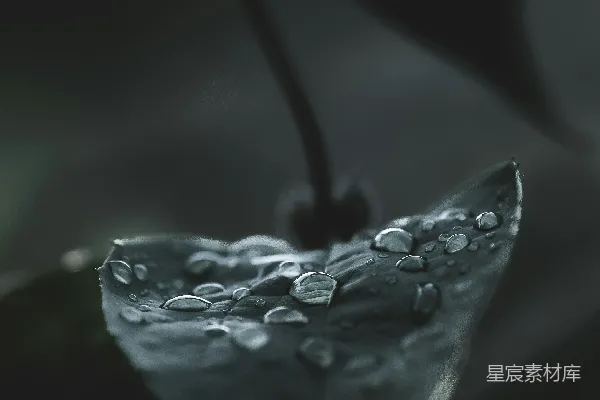 高清摄影 雨后叶尖