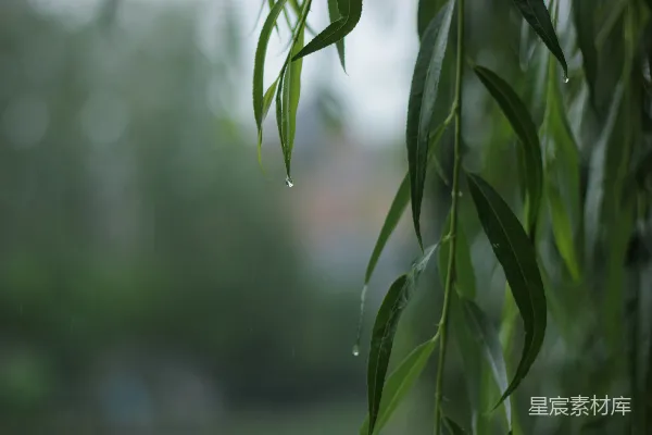 高清摄影 雨后柳叶