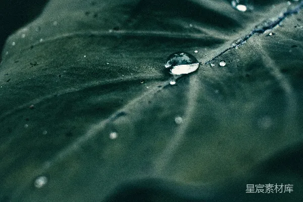 高清摄影 雨后静谧的叶面
