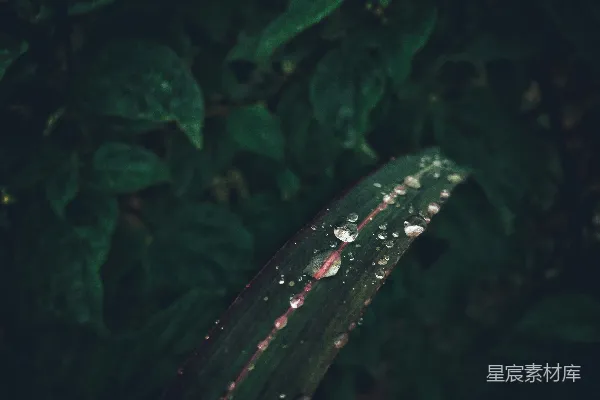 高清摄影 雨后绿叶上的水珠