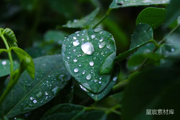高清摄影 雨后绿叶上的露珠