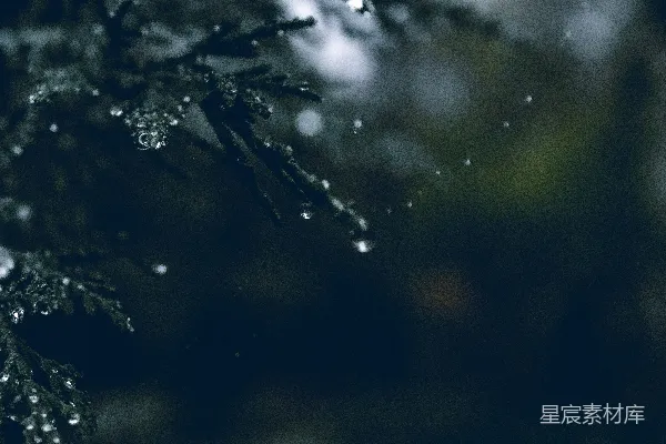 高清摄影 冬夜的松枝与雪花