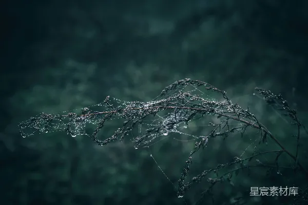 高清摄影 清晨的露珠与蛛网