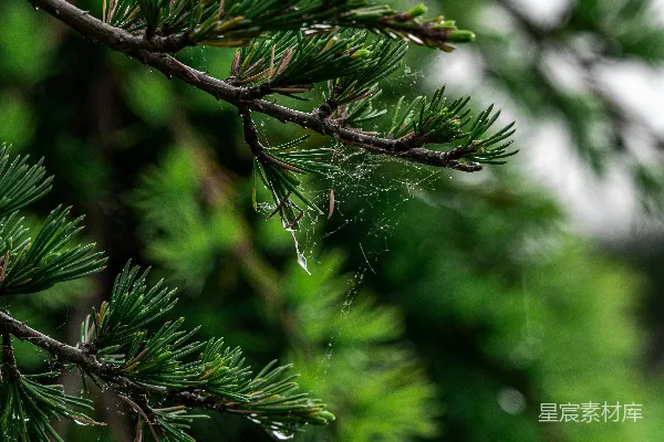 高清摄影 雨后松针的细节