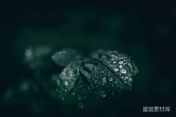 高清摄影 雨后绿叶