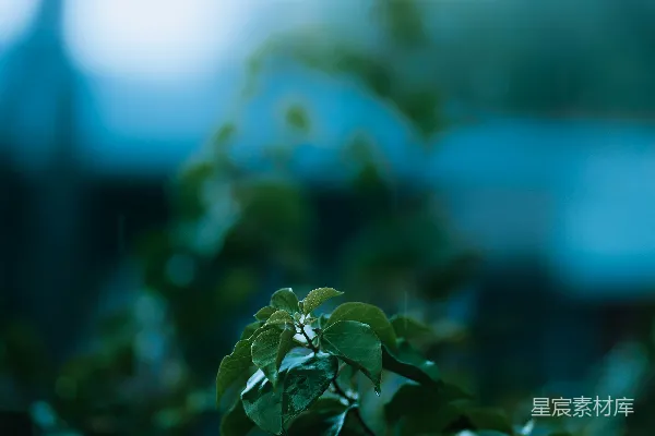 高清摄影 雨后清新绿植
