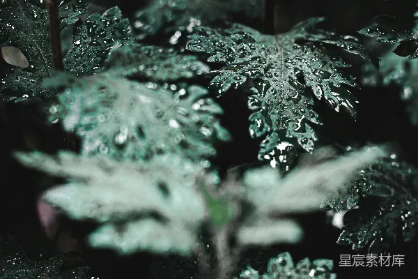 高清摄影 雨后叶尖的露珠