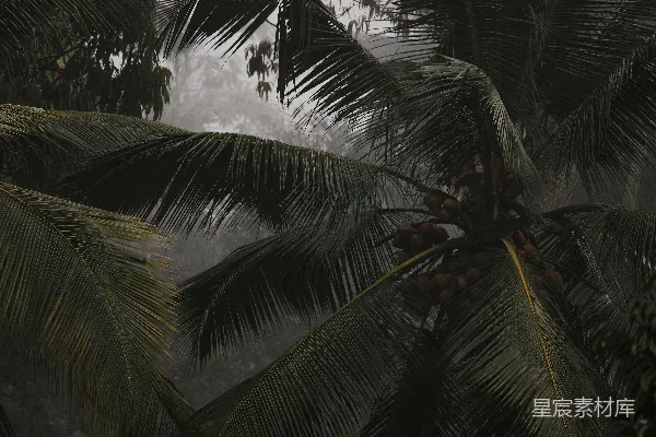 高清摄影 热带雨林中的棕榈树