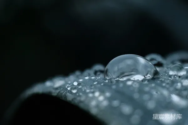 高清摄影 晶莹露珠的自然之美