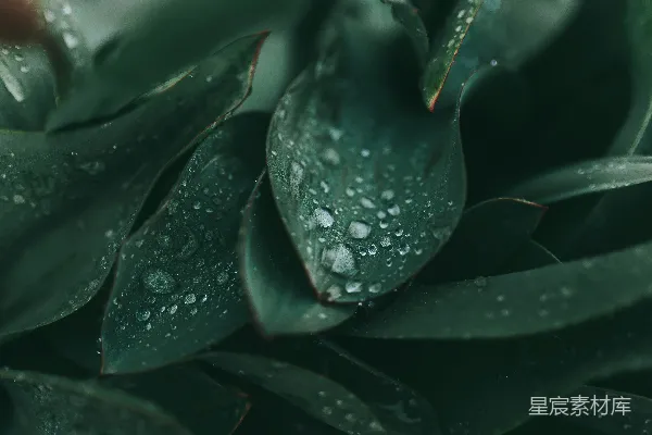 高清摄影 雨后绿植的晶莹水滴