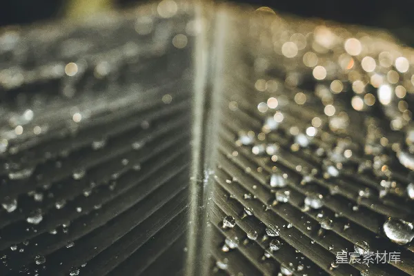 高清摄影 雨后叶脉的晶莹