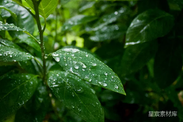 高清摄影 雨后绿叶的清新