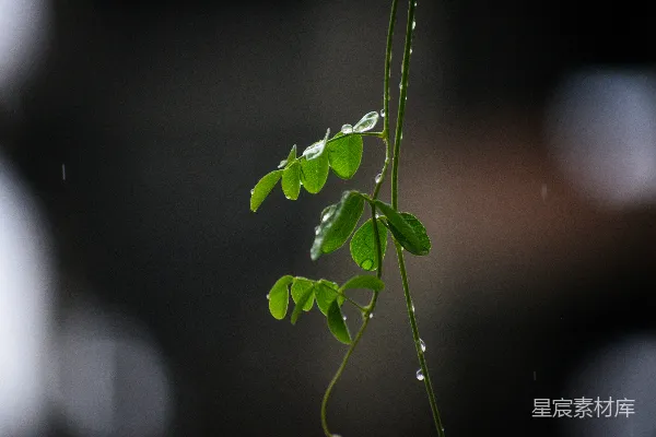 高清摄影 雨后清新的绿叶