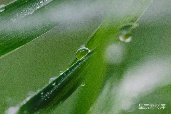 高清摄影 露珠中的绿色世界