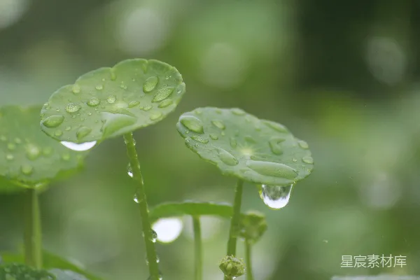 高清摄影 露珠点缀的荷叶