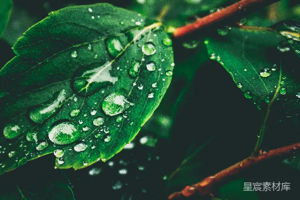 高清摄影 雨后绿叶上的水珠
