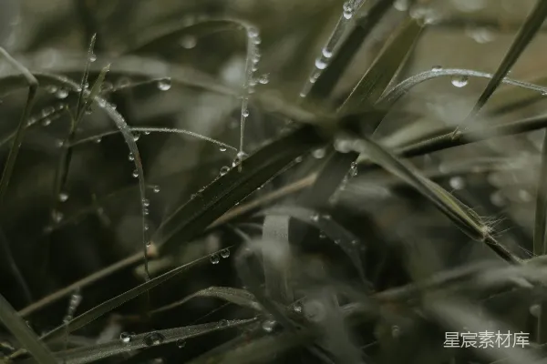 高清摄影 晨露中的绿草