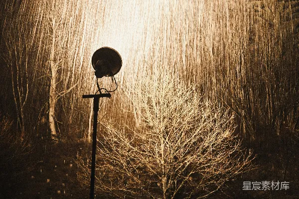 高清摄影 冬夜里的灯光与树影