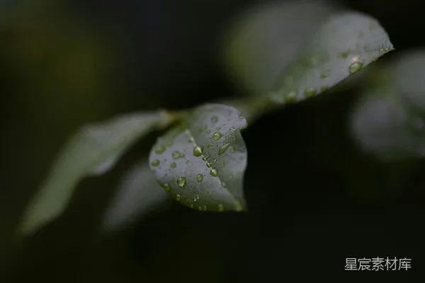 高清摄影 雨后清新的绿叶特写