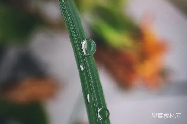 高清摄影 露珠下的绿色奇迹