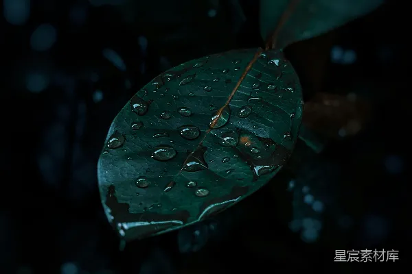 高清摄影 雨后叶尖的水珠